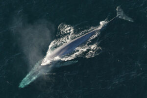 Photo of Blue whales found to swallow 10 million microplastic pieces daily