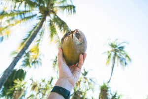 Photo of Hope for coconut farmers