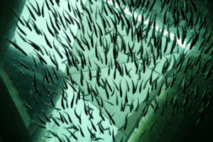 Photo of Aquaculture industry says easing of import ban on fish feed ingredient to aid food security goals