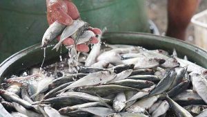 Photo of Import plan expected to erode fishing communities’ livelihoods