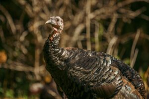 Photo of Possible free-range Christmas turkey shortage in UK