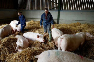 Photo of British pork shipments to PHL up 41% in first nine months