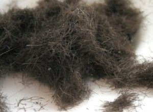 Photo of Human hair recycled in Belgium to protect the environment