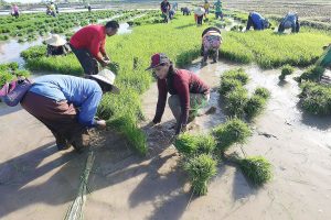 Photo of Agri tech transfer seen critical for realizing benefits of RCEP