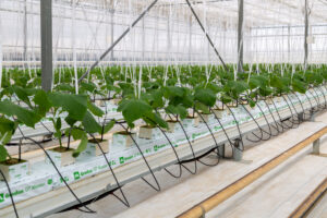 Photo of What Are Hydroponic Systems and How Can They Save the World?