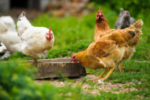 Photo of Free-range egg rules could be scrapped to help UK farmers rival EU
