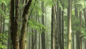 Photo of Rainforest-rich nations ensure COP15 deal on nature sticks