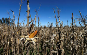 Photo of Argentina exchange sharply cuts soy, corn harvest forecast