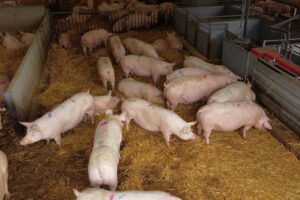 Photo of Extension of low tariff scheme seen encouraging more UK pork shipments