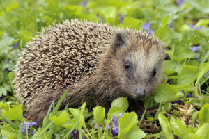Photo of Home for hedgehogs: UK to restore swathes of wildlife habitat