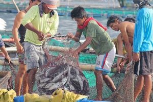 Photo of Fisheries output rises 2.2% in 2022
