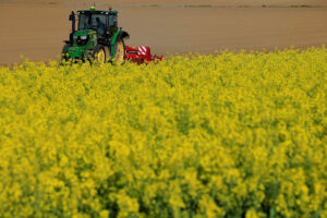 Photo of France tightens GM rapeseed import checks after wild plants found