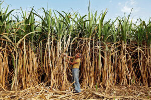 Photo of Indian sugar mills to close early as rain hits cane supply