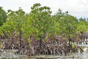 Photo of PHL mangrove losses second worst in region
