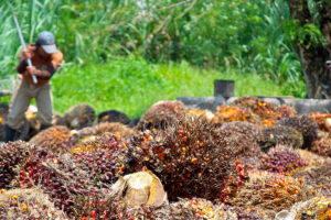 Photo of Indonesia, Malaysia to fight discrimination against palm oil