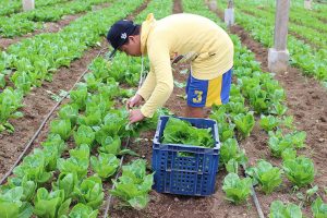 Photo of Farmers group slams Marcos’ importation plan 