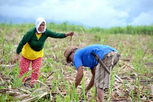 Photo of House approves bill on agricultural loan restructuring, condonation of interests 