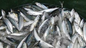 Photo of Galunggong imports below quota as end of closed season nears