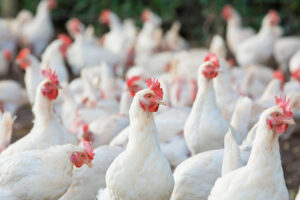 Photo of PHL bird flu cases contained, says BAI