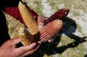 Photo of Mexican genetically modified corn spat could affect US sugar trade