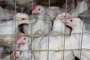 Photo of Philippines still not free of H5N1 bird flu