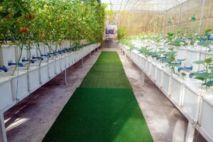 Photo of Spurred on by the pandemic, hydroponics farming thrives