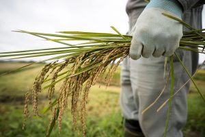 Photo of Farm organization calls hybrid seed program unsustainable for raising productivity