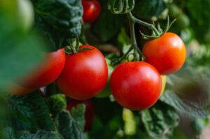 Photo of Where are the tomatoes? Britain faces shortage as imports hit