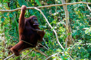 Photo of Fears for orangutans, dolphins as Indonesia presses on with new capital