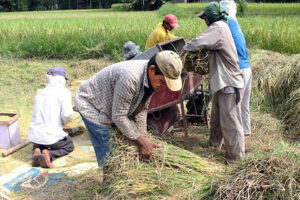 Photo of Farmers dangle P20/kg rice as bargaining chip in bid for subsidies, repeal of tariffication law