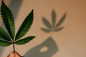 Photo of Anti-drug agencies back bill on medical marijuana
