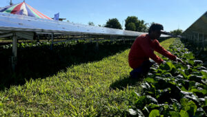 Photo of Tarlac pechay farmers sharing site with solar farm harvest 5,000 kg