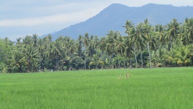 Photo of Davao Region posts highest agricultural growth in 2022