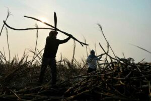 Photo of Sugar industry sees El Niño reducing output by 10-15%