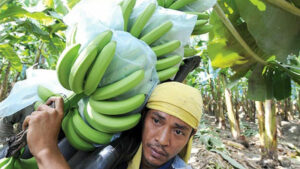 Photo of Banana growers see exports declining