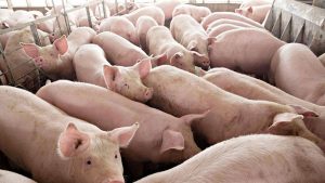 Photo of Commercial farms deemed best placed to lead hog repopulation