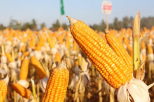 Photo of Corn tariff lobbying intensifies as legislators prepare measure setting up competitiveness fund