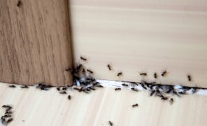 Photo of Will Businesses See More Pest Problems As The UK Heats Up?