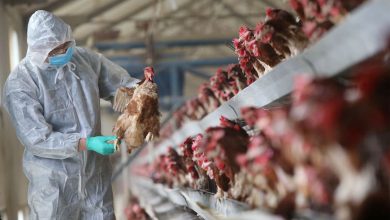 Photo of Ban on poultry imports from Belgium lifted