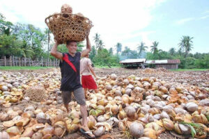 Photo of Marcos orders PCA to fast-track coconut sector development 