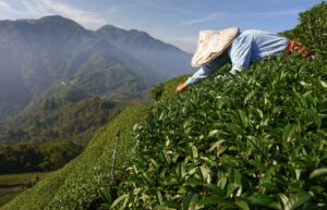 Photo of Business chamber touts PHL prospects as tea producer