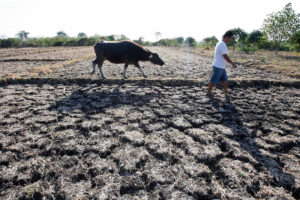 Photo of Marcos warns of ‘modest’ agri gains being upended by El Niño