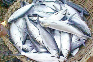 Photo of Bangus growers face cost squeeze, many feared to be exiting market