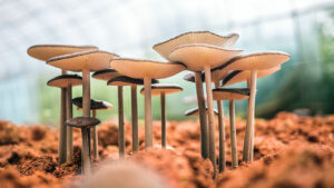 Photo of Vast networks of fungi may hold key to climate fight