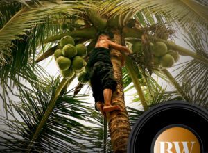 Photo of [B-SIDE Podcast] Revolutionizing coconut farming in the Philippines