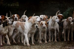 Photo of Over 150 dogs join race to support Venezuelan shelters