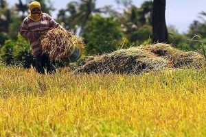 Photo of Palay output growth estimated at 1.6% in three months to June