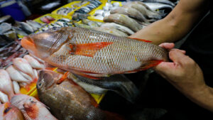 Photo of Fish supply deficit seen in 4th quarter