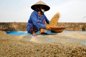 Photo of Vietnam offers rice price cut as DA urges India to lift ban