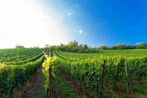 Photo of English Wine Producers Anticipate Bumper Harvests Following July Rainfall